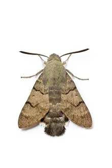 Macroglossum: Hummingbird Hawk-Moth