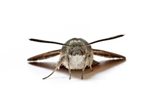 Macroglossum: Hummingbird Hawk-Moth
