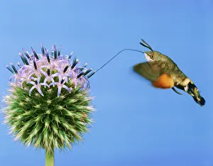 Hawkmoth: Hummingbird Hawk-Moth