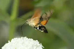 Helder: Hummingbird Hawk-moth