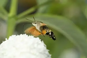 Helder: Hummingbird Hawk-moth