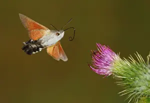 Hawkmoth: Hummingbird Hawk-moth adult in flight