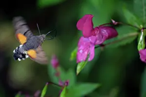 Balsam: Hummingbird Hawk-moth - feeding on Himalyan balsam blossom