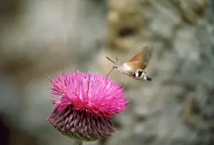 Macroglossum: HUMMINGBIRD HAWK-MOTH - feeding with proboscis extended