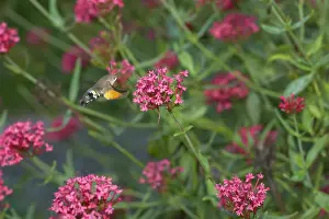 Valerian: Hummingbird Hawk Moth - Feeding on Valerian Flower