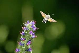 Bugloss: Hummingbird HAWK-MOTH - in flight, leaving ViperIs Bugloss