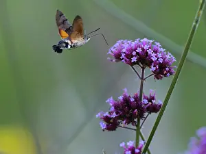 Balsam: Hummingbird Hawk-moth, in flight with extended proboscis