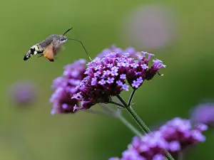 Balsam: Hummingbird Hawk-moth, in flight with extended proboscis