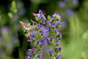 Bugloss: Hummingbird HAWK-MOTH - in flight, feeding on ViperIs