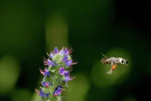 Bugloss: Hummingbird HAWK-MOTH - in flight, feeding on ViperIs