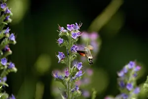 Bugloss: Hummingbird HAWK-MOTH - in flight, feeding on ViperIs