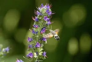 Bugloss: Hummingbird HAWK-MOTH - in flight, feeding on ViperIs