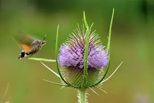Teasel: Hummingbird Hawk-moth in flight Fuller's Teasel