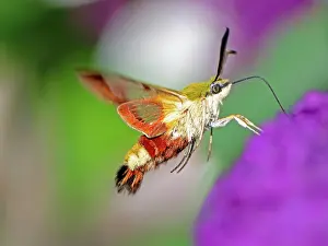 Hawk: Hummingbird hawk-moth flying to a purple flower