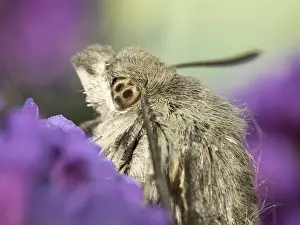 030518: Hummingbird hawk moth - head detail - resting
