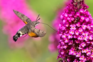 Sphingid: Hummingbird hawk-moth ( Macroglossum stellatarum)