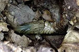 Macroglossum: Hummingbird Hawk Moth - pupa