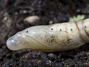 030518: Hummingbird hawk moth pupa - UK
