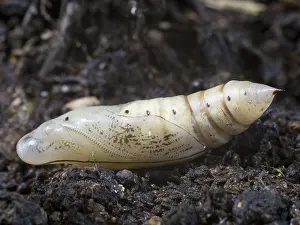 030518: Hummingbird hawk moth pupa - UK