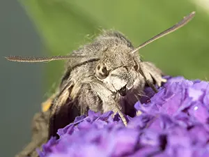030518: Hummingbird hawk moth - resting on buddleia flowers - UK