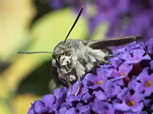 030518: Hummingbird hawk moth - resting on buddleia flowers - UK