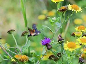Nectar: Hummingbird Hawk-Moth - side view feeding
