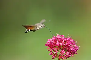 Valerian: Hummingbird Hawkmoth - in flight - feeding on Valerian