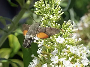 Buddleia: Hummingbird hawkmoth - hovering and feeding from