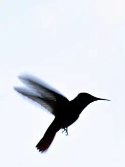 Feeders: Hummingbird hovering at feeder full of sugar solution;