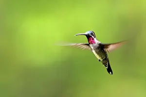 Longirostris: Hummingbird - Long-billed Starthroat
