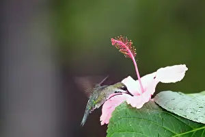 Longirostris: Hummingbird - Long-billed Starthroat