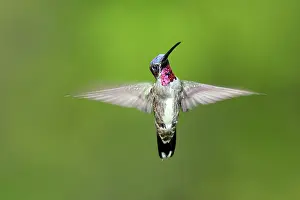 Longirostris: Hummingbird - Long-billed Starthroat