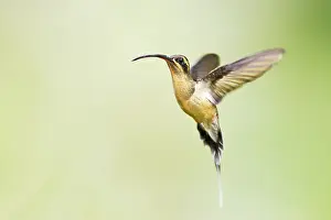 Phaethornis: Hummingbird - Long-tailed Hermit