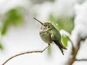 Branches: A hummingbird perched on a snow-covered branch with green foliage in the background