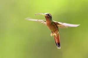 Hirsutus: Hummingbird - Rufous-breasted Hermit