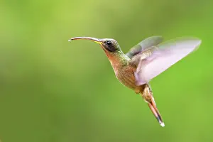 Hirsutus: Hummingbird - Rufous-breasted Hermit