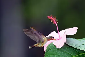 Hirsutus: Hummingbird - Rufous-breasted Hermit drinking nectar