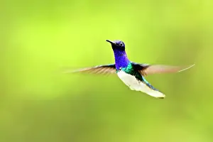 Mellivora: Hummingbird - White-necked Jacobin