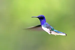 Mellivora: Hummingbird - White-necked Jacobin