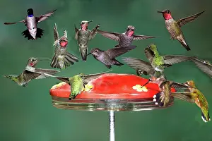 Photomontage: Hummingbirds