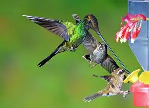 Sword: Hummingbirds at feeder