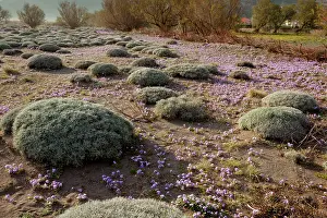 Stocks: Hummocks of spiny knapweed - with stocks