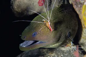 Moray: Hump-back Cleaner Shrimp