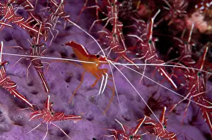 Sponge: Hump-back Cleaner Shrimp (Lysmata amboinensis) surrounded by Dancing Shrimps (Rhynchocinetes durbanensis)