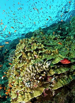 Hump: Hump Coral - White-tailed Squirrelfish (Sargocentron