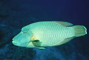 Wrasses: Hump-headed Maori wrasse