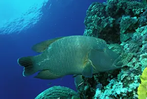 Wrasses: Hump-headed Maori Wrasse