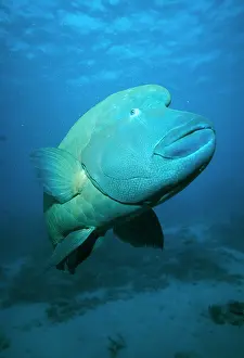 Wrasses: Hump-headed Maori Wrasse