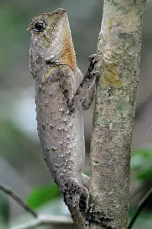Hump: Hump-nosed Lizard