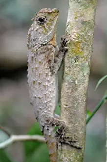 Hump: Hump-nosed Lizard